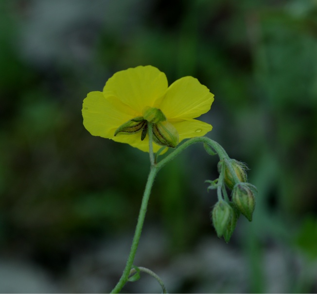 Helianthemum nummularium